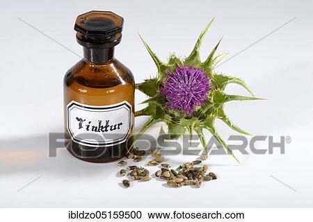 Stock Image - Carduus marianus tincture, fever thistle, lady's thistle, thistle (Silybum marianum), goosegrass, Venus thistle, white thistle. Fotosearch
