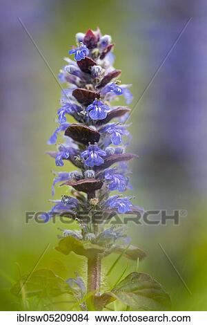 Carpet bugle (Ajuga) Lower Saxony, Germany, Europe View Large Photo Image Picture - Carpet bugle (Ajuga) Lower Saxony, Germany, Europe. Fotosearch