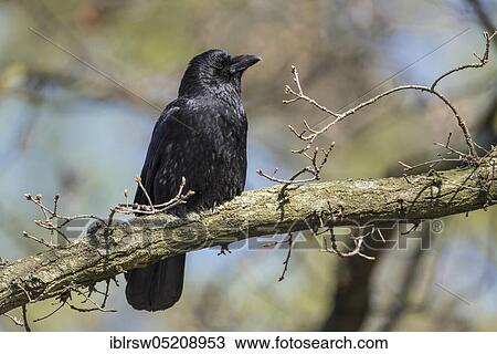 Carrion crow (Corvus corone corone) Lower Saxony, Germany, Europe View Large Photo Image Stock Image - Carrion crow (Corvus corone corone) Lower Saxony, Germany, Europe. Fotosearch