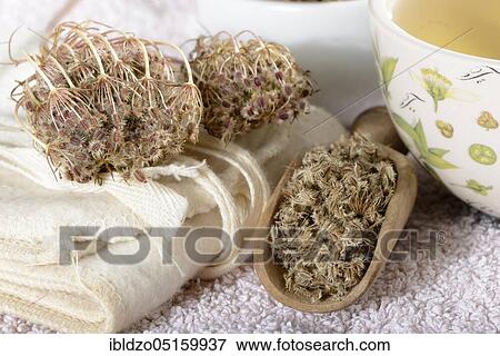 Stock Photo - Carrots (Daucus carota). Fotosearch