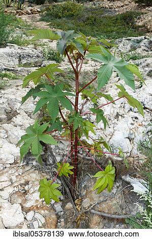 Castor oil plant (Ricinus communis), Ibiza, Spain, Europe View Large Photo Image Stock Photo - Castor oil plant (Ricinus communis), Ibiza, Spain, Europe. Fotosearch
