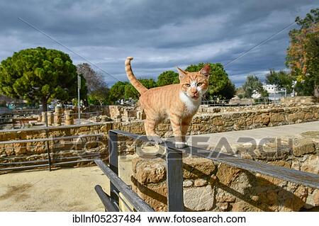 Picture - Cat, excavation site Agia Kyriaki Chrysopolitissa, Paphos, Cyprus, Europe. Fotosearch