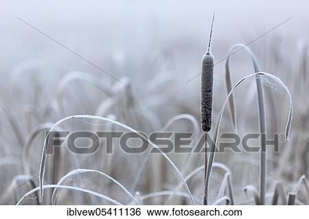 Cattail (Typha) Pfrunger-Burgweiler Ried, Baden-Württemberg, Germany, Europe View Large Photo Image Stock Photograph - Cattail (Typha) Pfrunger-Burgweiler Ried, Baden-Württemberg, Germany, Europe. Fotosearch