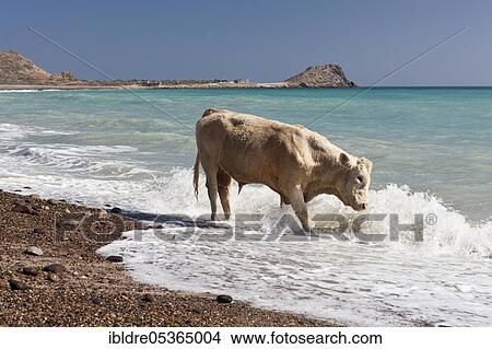 Cattle on the beach of Cabo Pulmo, Cabo Pulmo National Park, Baja California Sur, Mexico, Central America View Large Photo Image Picture - Cattle on the beach of Cabo Pulmo, Cabo Pulmo National Park, Baja California Sur, Mexico, Central America. Fotosearch