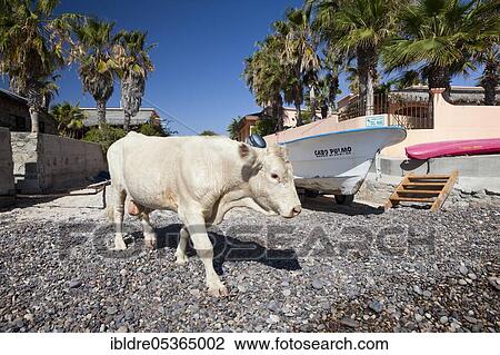 Cattle on the beach of Cabo Pulmo, Cabo Pulmo National Park, Baja California Sur, Mexico, Central America View Large Photo Image Stock Image - Cattle on the beach of Cabo Pulmo, Cabo Pulmo National Park, Baja California Sur, Mexico, Central America. Fotosearch
