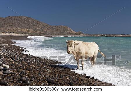 Stock Photo - Cattle on the beach of Cabo Pulmo, Cabo Pulmo National Park, Baja California Sur, Mexico, Central America. Fotosearch