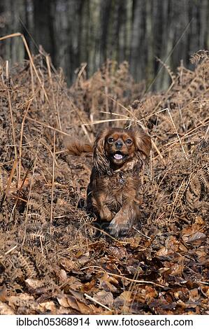 Cavalier King Charles Spaniel, bitch, ruby, adult View Large Photo Image Picture - Cavalier King Charles Spaniel, bitch, ruby, adult. Fotosearch