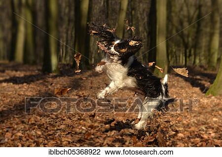 Cavalier King Charles Spaniel, bitch, tricolour, adult View Large Photo Image Stock Image - Cavalier King Charles Spaniel, bitch, tricolour, adult. Fotosearch