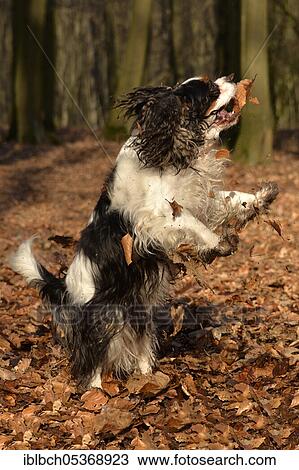 Cavalier King Charles Spaniel, bitch, tricolour, adult View Large Photo Image Stock Image - Cavalier King Charles Spaniel, bitch, tricolour, adult. Fotosearch