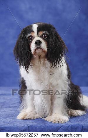 Cavalier King Charles Spaniel, bitch, tricolour, 13 years View Large Photo Image Stock Photo - Cavalier King Charles Spaniel, bitch, tricolour, 13 years. Fotosearch