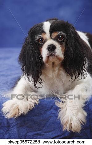 Cavalier King Charles Spaniel, bitch, tricolour, 13 years, lying View Large Photo Image Stock Photo - Cavalier King Charles Spaniel, bitch, tricolour, 13 years, lying. Fotosearch