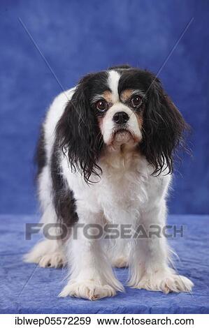 Cavalier King Charles Spaniel, bitch, tricolour, 13 years View Large Photo Image Stock Photo - Cavalier King Charles Spaniel, bitch, tricolour, 13 years. Fotosearch