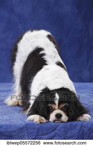 Cavalier King Charles Spaniel, bitch, tricolour, 13 years View Large Photo Image Stock Photograph - Cavalier King Charles Spaniel, bitch, tricolour, 13 years. Fotosearch