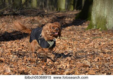 Cavalier King Charles Spaniel, bitch, ruby, adult View Large Photo Image Stock Photography - Cavalier King Charles Spaniel, bitch, ruby, adult. Fotosearch