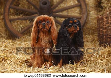 Stock Image - Cavalier King Charles Spaniel, bitches, ruby and black-and-tan. Fotosearch