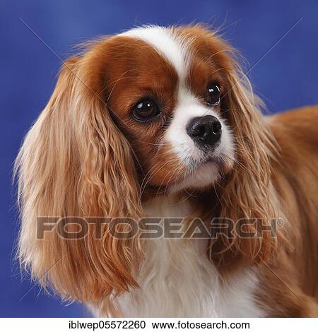 Cavalier King Charles Spaniel, female, portrait View Large Photo Image Stock Image - Cavalier King Charles Spaniel, female, portrait. Fotosearch