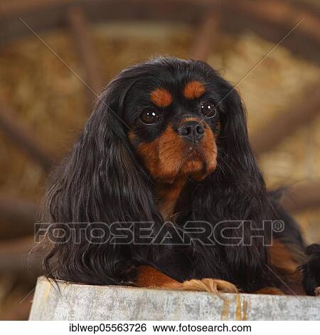 Cavalier King Charles Spaniel, female, black-brown View Large Photo Image Stock Photograph - Cavalier King Charles Spaniel, female, black-brown. Fotosearch