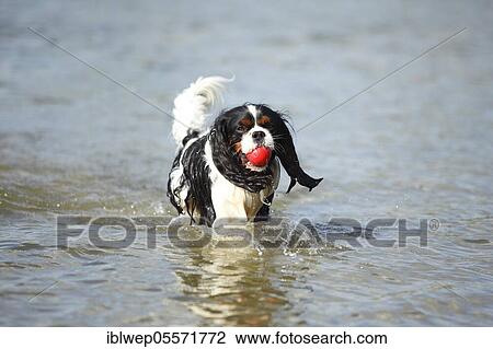 Stock Image - Cavalier King Charles Spaniel, male, tricolour, retrieves ball. Fotosearch