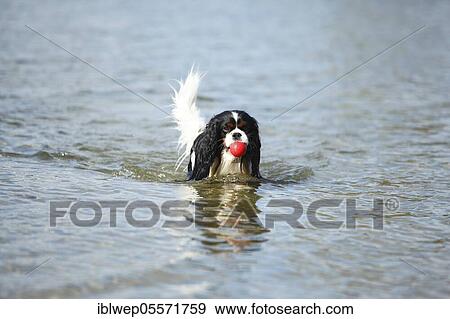 Cavalier King Charles Spaniel, male, tricolour, retrieves ball View Large Photo Image Stock Photo - Cavalier King Charles Spaniel, male, tricolour, retrieves ball. Fotosearch