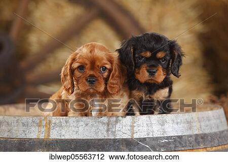 Stock Image - Cavalier King Charles Spaniel, puppies, ruby and black-and-tan, 7 weeks. Fotosearch