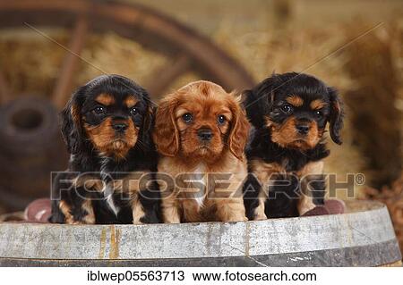 Stock Image - Cavalier King Charles Spaniel, puppies, ruby and black-and-tan, 7 weeks. Fotosearch