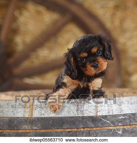 Stock Image - Cavalier King Charles Spaniel, puppy, black-brown, 7 weeks. Fotosearch