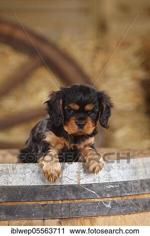 Cavalier King Charles Spaniel, puppy, black-brown, 7 weeks View Large Photo Image Stock Image - Cavalier King Charles Spaniel, puppy, black-brown, 7 weeks. Fotosearch
