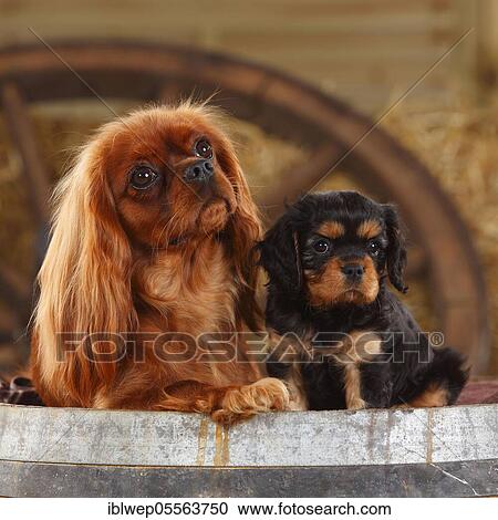 Stock Image - Cavalier King Charles Spaniel, ruby red bitch, with puppy, black tan, 7 weeks. Fotosearch
