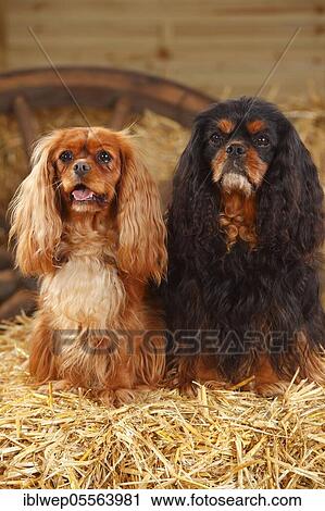 Stock Image - Cavalier King Charles Spaniel, ruby red and black-brown. Fotosearch