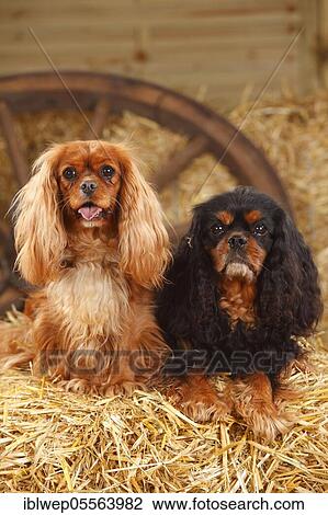 Cavalier King Charles Spaniel, ruby red and black-brown View Large Photo Image Stock Image - Cavalier King Charles Spaniel, ruby red and black-brown. Fotosearch