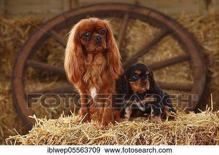 Cavalier King Charles Spaniel, ruby red bitch, with puppy, black-brown, 7 weeks View Large Photo Image Stock Photo - Cavalier King Charles Spaniel, ruby red bitch, with puppy, black-brown, 7 weeks. Fotosearch