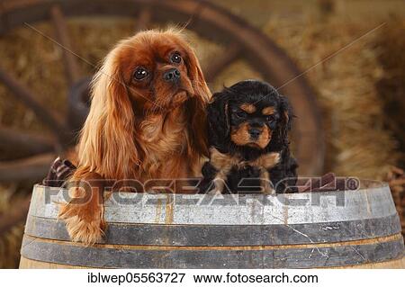 Stock Photo - Cavalier King Charles Spaniel, ruby red bitch, with puppy, black-brown, 7 weeks. Fotosearch