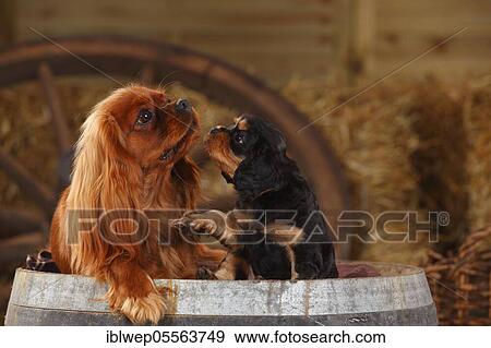 Stock Photo - Cavalier King Charles Spaniel, ruby red bitch, with puppy, black tan, 7 weeks. Fotosearch