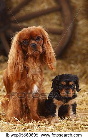 Stock Photography - Cavalier King Charles Spaniel, ruby red bitch, with puppy, black-brown, 7 weeks. Fotosearch