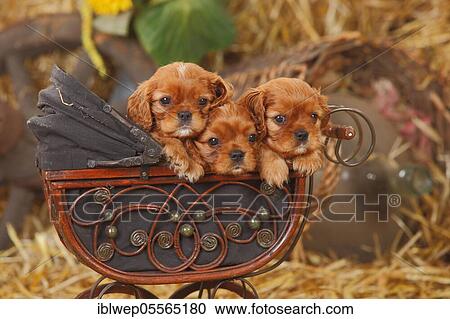 Cavalier King Charles Spaniel, ruby, two puppies, 6 weeks, lying in doll pram View Large Photo Image Stock Image - Cavalier King Charles Spaniel, ruby, two puppies, 6 weeks, lying in doll pram. Fotosearch