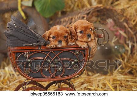 Cavalier King Charles Spaniel, ruby, two puppies, 6 weeks, lying in doll pram View Large Photo Image Stock Image - Cavalier King Charles Spaniel, ruby, two puppies, 6 weeks, lying in doll pram. Fotosearch