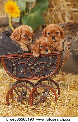Cavalier King Charles Spaniel, ruby, two puppies, 6 weeks, lying in doll pram View Large Photo Image Stock Image - Cavalier King Charles Spaniel, ruby, two puppies, 6 weeks, lying in doll pram. Fotosearch