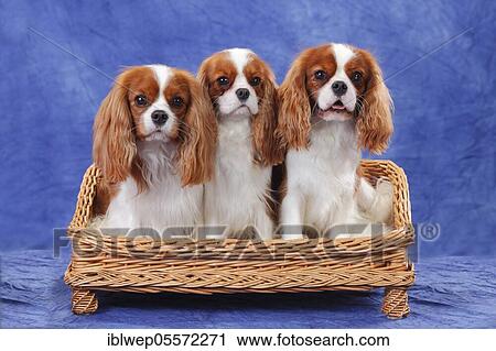 Cavalier King Charles Spaniel, three dogs on dog sofa View Large Photo Image Stock Image - Cavalier King Charles Spaniel, three dogs on dog sofa. Fotosearch