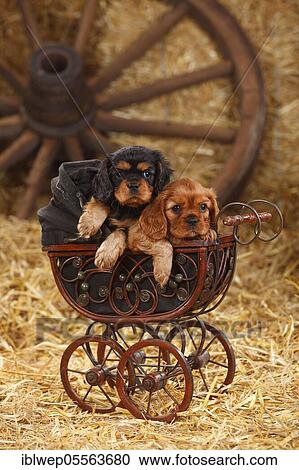 Stock Image - Cavalier King Charles Spaniel, two puppies, ruby and black-and-tan, 7 weeks, lying in doll pram. Fotosearch