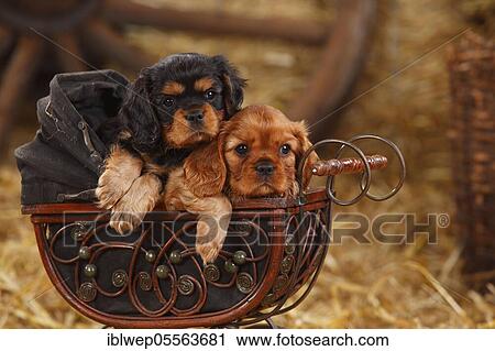 Cavalier King Charles Spaniel, two puppies, ruby and black-and-tan, 7 weeks, lying in doll pram View Large Photo Image Stock Image - Cavalier King Charles Spaniel, two puppies, ruby and black-and-tan, 7 weeks, lying in doll pram. Fotosearch