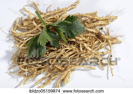 Celery root (Radix Apii) View Large Photo Image Picture - Celery root (Radix Apii). Fotosearch