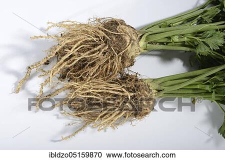Celery root (Radix Apii) View Large Photo Image Stock Image - Celery root (Radix Apii). Fotosearch