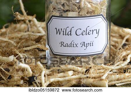 Stock Image - Celery root (Radix Apii). Fotosearch