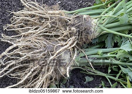 Celery root (Radix Apii) View Large Photo Image Stock Photo - Celery root (Radix Apii). Fotosearch