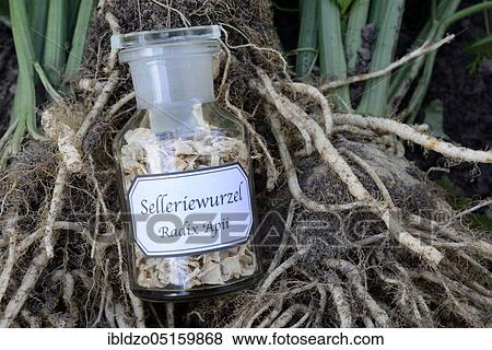 Celery root (Radix Apii) View Large Photo Image Stock Photo - Celery root (Radix Apii). Fotosearch