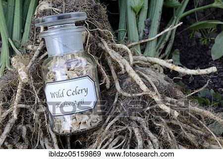 Celery root (Radix Apii) View Large Photo Image Stock Photo - Celery root (Radix Apii). Fotosearch
