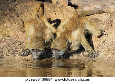 Picture - Chacma baboon (Papio ursinus), Kasane, Chobe River, Chobe River National Park, Botswana, Africa. Fotosearch