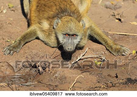 Chacma baboon (Papio ursinus), Kasane, Chobe River, Chobe River National Park, Botswana, Africa View Large Photo Image Stock Photo - Chacma baboon (Papio ursinus), Kasane, Chobe River, Chobe River National Park, Botswana, Africa. Fotosearch