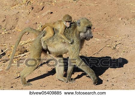 Stock Photography - Chacma baboon (Papio ursinus), Kasane, Chobe River, Chobe River National Park, Botswana, Africa. Fotosearch