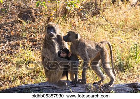 Chacma baboons, Moremi Game Reserve, Okavango Delta (Papio hamadryas ursinus), Botswana, Africa View Large Photo Image Stock Image - Chacma baboons, Moremi Game Reserve, Okavango Delta (Papio hamadryas ursinus), Botswana, Africa. Fotosearch